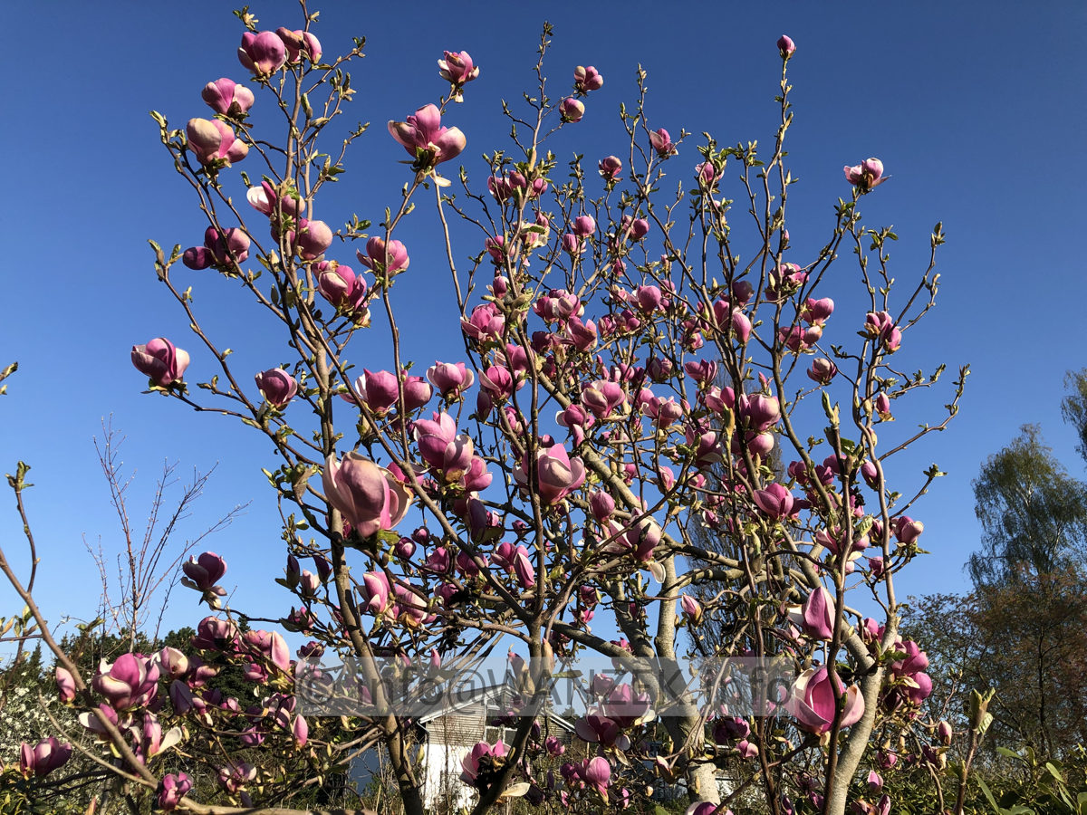 Magnolia soulangeana Lennei 05.JPG